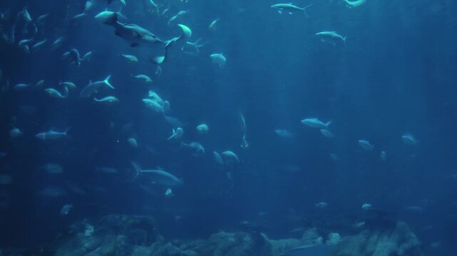 Fish and stingray swimming in large saltwater aquarium. Beautiful coral reef ecosystem with school of tropical aquatic life, 4k