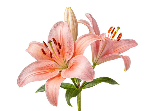 Close-up studio shot of beautiful delicate pink lily flowers blooming on a stem with green leaves.