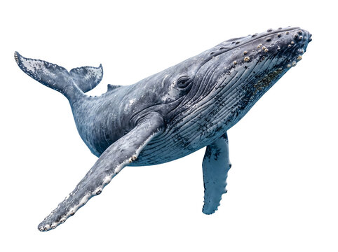 Magnificent humpback whale gracefully swimming with full body visibility, isolated on a transparent background.