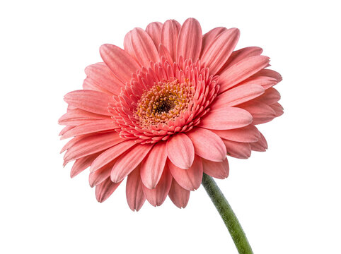 Captivating pink gerbera daisy with its charming petals and textured center, presented on a transparent background.