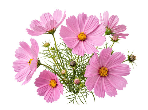 Lush cluster of delicate pink cosmos flowers with intricate feathery foliage.