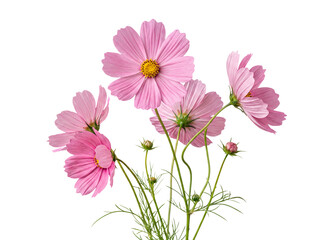 Delicate pink cosmos flowers and buds with fine green foliage, artfully isolated on a transparent background. © Gail