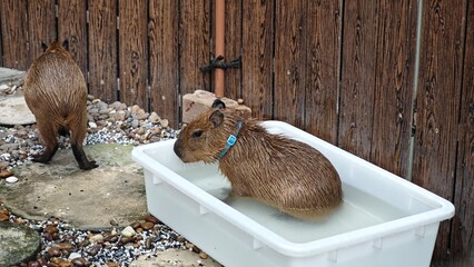 Fototapeta premium Cute baby capybara in bath tub.
