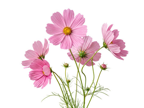 Delicate pink cosmos flowers and buds with fine green foliage, artfully isolated on a transparent background.