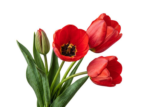 Elegant photograph of red tulips, including one bud and two open blooms, isolated on a transparent background.