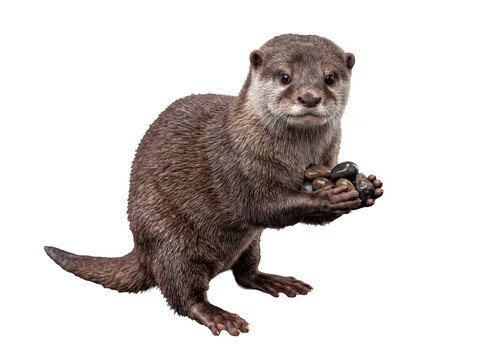 Adorable small-clawed otter holding a pile of smooth river stones in its front paws, isolated on transparent.