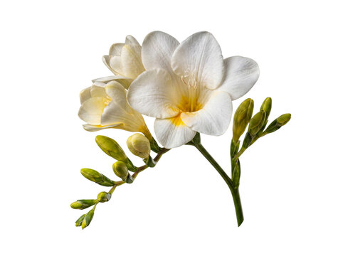Elegant photograph of a delicate white Freesia flower branch with yellow accents, isolated on a transparent background.