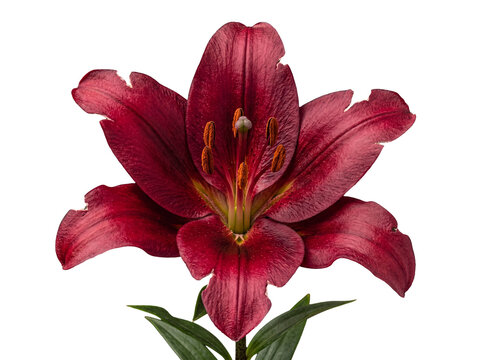 Striking dark red lily flower in full bloom, showcasing rich maroon petals and prominent stamen.
