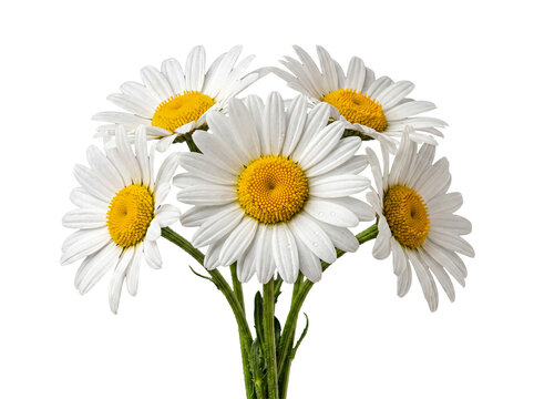 Beautiful fresh white daisy flower bouquet with green stems, isolated on a transparent background for versatile use.