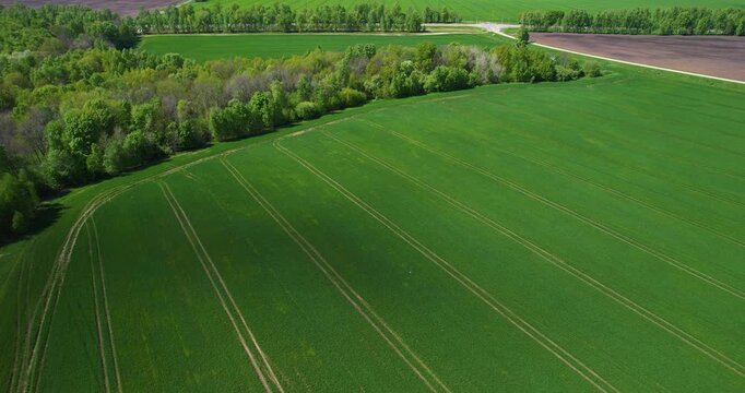 Aerial view looking down at geometric tractor wheel tracks cutting through a lush green agricultural crop field next to a forest