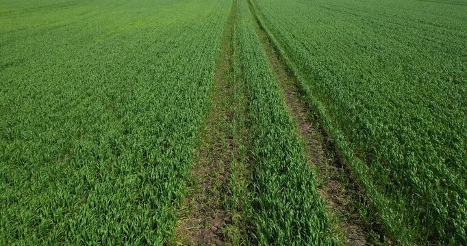 Aerial shot flying over a vibrant green agricultural field with parallel tractor tramlines disappearing into the distance