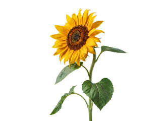 A vibrant, tall sunflower with green stem and leaves, standing brightly, isolated on transparent background. © Davis