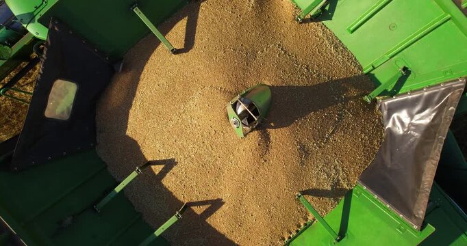 Aerial orbiting close-up shot of a combine harvester hopper quickly filling up with freshly harvested golden grain
