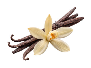Beautiful vanilla orchid flower alongside a tied bundle of numerous fragrant cured vanilla pods, elegant and classic. © robert