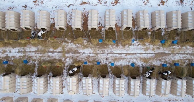 Top-down aerial shot of geometrically aligned calf hutches covered in light snow at a winter dairy farm