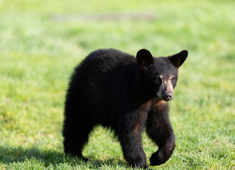Cute Black Bear Cub Walking in Grass © Cavan