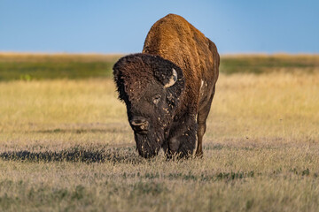 American Bison Grazing in Badlands National Park, South Dakota © Cavan