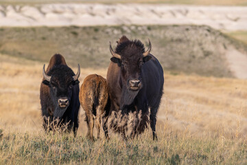 American Bison Grazing in Badlands National Park, South Dakota © Cavan