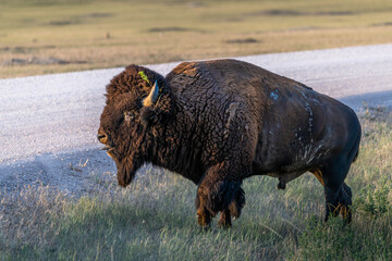 American Bison Grazing in Badlands National Park, South Dakota © Cavan