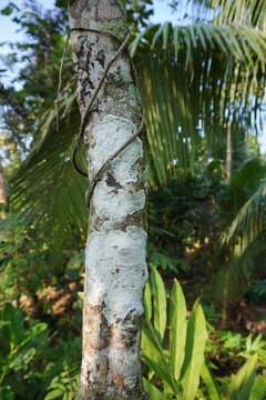 White fungus infects the tree