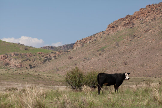 A single black baldy cow standing in a field
