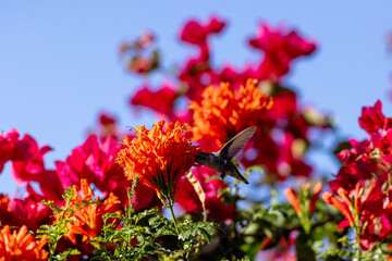 Fototapeta premium Hummingbird feeding on vibrant orange garden flowers