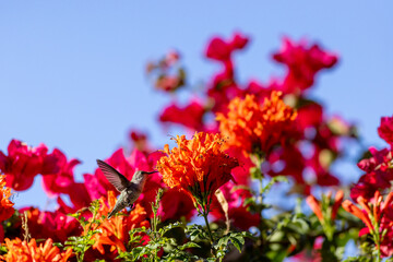 Fototapeta premium Small hummingbird feeding on colorful garden flowers