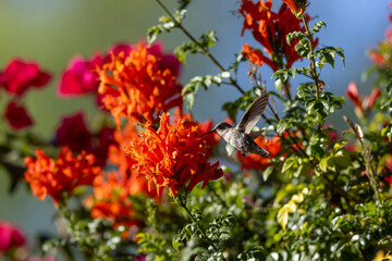 Fototapeta premium Small hummingbird hovers by bright orange flowers