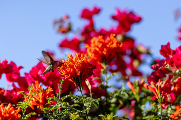 Fototapeta premium Hummingbird feeding on vibrant orange flowers outside