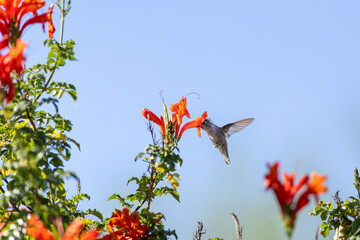 Fototapeta premium Hummingbird hovers while drinking from an orange flower
