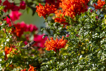 Fototapeta premium Hummingbird hovers near bright orange flowers
