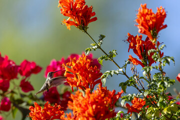 Fototapeta premium Hummingbird hovers while drinking from orange flowers