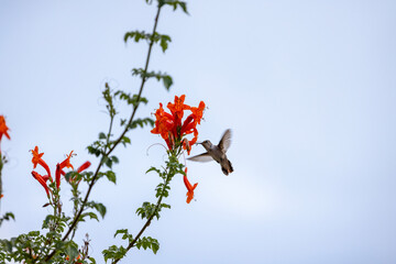 Fototapeta premium Hummingbird hovers to drink nectar from orange flowers