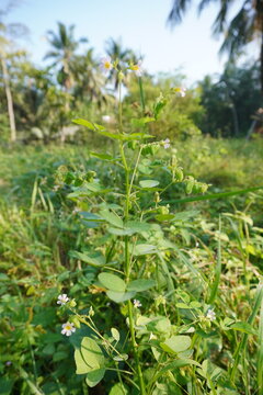 Oxalis barrelieri plant, ground starfruit