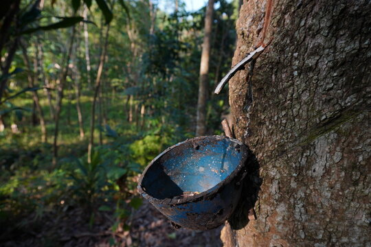 a bowl to collect all the sap dripping from the rubber tree