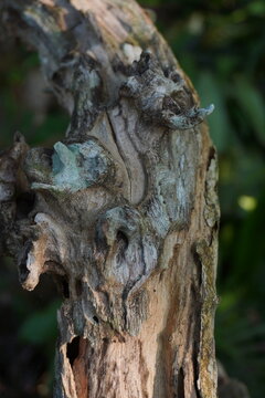 details of wood lying dead in a natural state