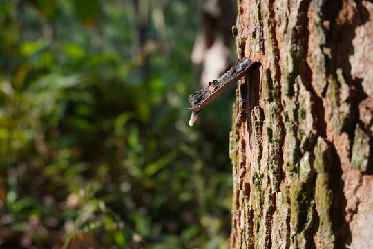 Aluminum is attached to rubber trees to facilitate harvesting