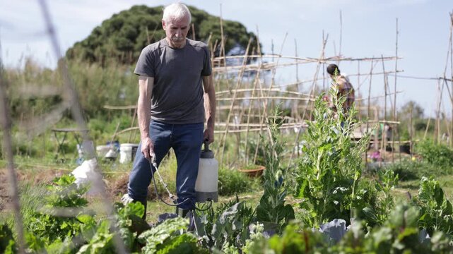 Elderly man sprays tomato seedlings with insecticide in her garden. High quality 4k footage