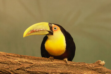 Ramphastos dicolorus © Klimczak-Krajewska