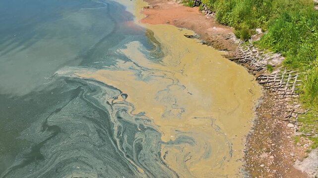 vibrant patterns of algae bloom appearing on the surface of water near a riverbank. Dirty water, polluted reservoir