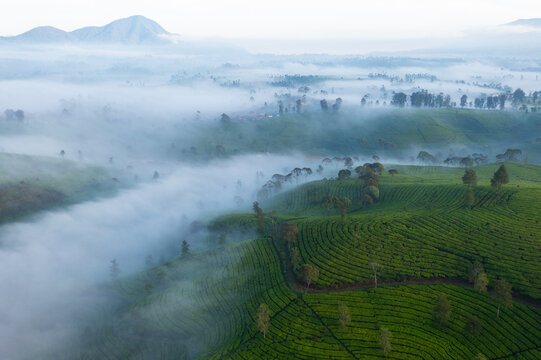 Aerial View of Lush Green Tea Plantation Shrouded in Morning Mist