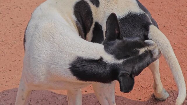 A dog grooming itself, for get rid of fleas.