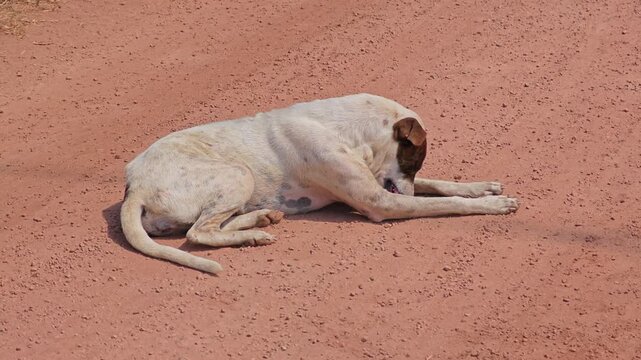 A dog grooming itself, for get rid of fleas.