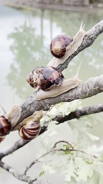 The Slow Climb: Movement and Micro-Habitat of Tree Snails