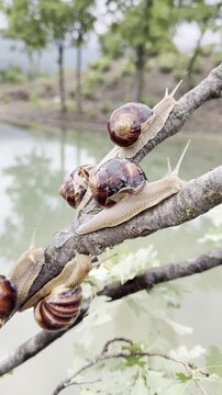 Branching Out: The Ecology and Habitat of Arboreal Snails