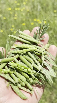 Vertical Close-up of a Hand Holding Fresh Green Vetch