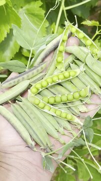 Vertical agricultural concept showing raw wild broad beans in palm
