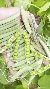 Close up of raw wild fava beans and kernels in palm vertical format