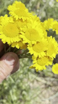 Bright Yellow Dyer's Chamomile Flowers in Full Bloom