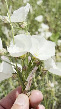 Convolvulus Arvensis: Understanding the Wild White Morning Glory